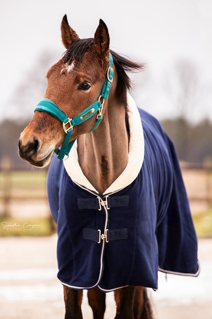 Talentvolle spring pony te koop, Dieren en Toebehoren, Pony's, Ruin, Onbeleerd, E pony (1.48m - 1.57m), Springpony, 3 tot 6 jaar