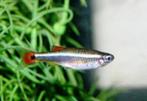 chinese danio 2.85 per stuk, Dieren en Toebehoren, Vis, Zoetwatervis, Schoolvis
