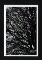 Ooievaar op Nest in een Boom., Ophalen of Verzenden, 1980 tot heden, Ongelopen, Vogel