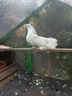 Erg mooi pauwstaart indias doffer, Dieren en Toebehoren, Mannelijk