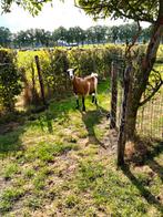 Een mooie melk geit, Dieren en Toebehoren, Schapen, Geiten en Varkens, Vrouwelijk, Geit