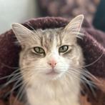 Maine Coon 4jr zoekt nieuw baasje, Dieren en Toebehoren, Katten en Kittens | Raskatten | Langhaar, Poes, Gechipt, 3 tot 5 jaar