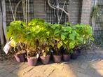 10 stuks Hortensia’s Hydrangea arborescens ‘Annabelle’, Tuin en Terras, Vaste plant, Halfschaduw, Zomer, Ophalen