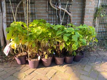 10 stuks Hortensia’s Hydrangea arborescens ‘Annabelle’ beschikbaar voor biedingen
