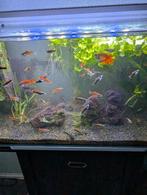 Aquarium Superfish 110, Dieren en Toebehoren, Vissen | Aquaria en Toebehoren, Ophalen, Zo goed als nieuw, Gevuld zoetwateraquarium