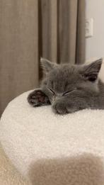 Britsekorthaar, Dieren en Toebehoren, Katten en Kittens | Raskatten | Korthaar, Kater, 0 tot 2 jaar
