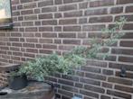 Cupressus Arizonica Glauca pre Bonsai, Ophalen, Bloeit niet, Overige soorten, Minder dan 100 cm