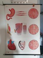 schoolkaart spierweefsel, Antiek en Kunst, Antiek | Schoolplaten, Ophalen of Verzenden, Natuur en Biologie
