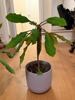 Madagascar Jewel Plant - Euphorbia leuconeura, Huis en Inrichting, Kamerplanten, Ophalen, Halfschaduw, Cactus, Minder dan 100 cm