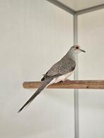 Polka zoekt een huisje! (Diamantduif), Vrouwelijk