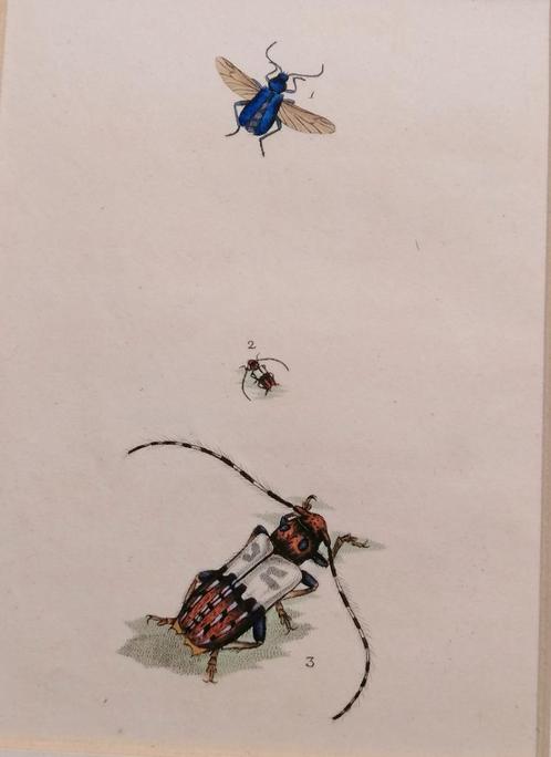 Engelse kopergravure insect -Entomologie prent - 1799, Antiek en Kunst, Kunst | Etsen en Gravures, Ophalen of Verzenden
