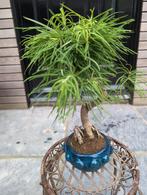 Pseudolarix Bonsai, Tuin en Terras, Planten | Bomen, Ophalen of Verzenden, Bloeit niet, Overige soorten, Minder dan 100 cm