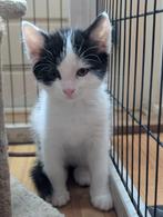 Europees korthaar kittens 8 weken, Dieren en Toebehoren, Katten en Kittens | Overige Katten, Meerdere dieren, Kortharig, 0 tot 2 jaar