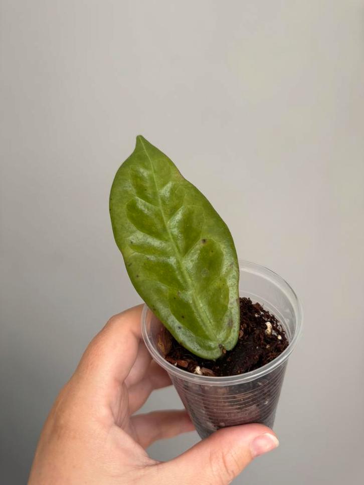 Hoya piestolepis (NS16-002), Huis en Inrichting, Kamerplanten, Overige soorten, Minder dan 100 cm, Ophalen