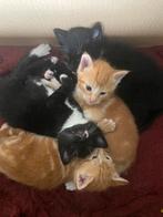 Lieve boerderij kittens (3 beschikbaar), Dieren en Toebehoren, Katten en Kittens | Overige Katten, Meerdere dieren, Kortharig