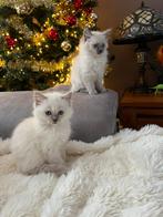 Ragdoll kittens, Meerdere dieren, Gechipt
