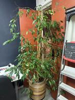ficus benjamina, Huis en Inrichting, Ophalen, Ficus, Halfschaduw, 150 tot 200 cm