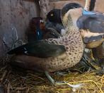 Hottentot taling vrouw, Dieren en Toebehoren, Vrouwelijk, Gans of Zwaan