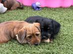 Teckels x Shih tzu's pups, lief, mooi, sociaal en heel knap, Overige rassen, CDV (hondenziekte), 8 tot 15 weken, Meerdere
