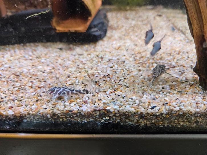 L066 jongen, Dieren en Toebehoren, Vissen | Aquariumvissen, Vis