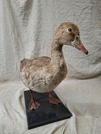 Opgezette Grauwe Gans - Prachtig Decoratiestuk, Verzamelen, Ophalen of Verzenden