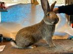 Vlaamse reuzen, Dieren en Toebehoren, Konijnen, Meerdere dieren, Groot