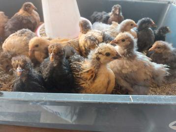 Cochin kriel hennetjes  beschikbaar voor biedingen