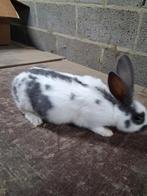 Jonge lotharinger rammelaars, Mannelijk, Groot, 0 tot 2 jaar