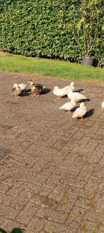 Kwakertjes, Dieren en Toebehoren, Kip
