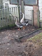 Stel knobbelganzen, Meerdere dieren, Kip