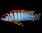Malawi Cichliden: Labidochromis hongi Red Top, Vis