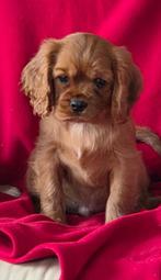 Cavalier King Charles pups LAATSTE REUTJE UIT HET NEST, Overige rassen, CDV (hondenziekte), 8 tot 15 weken, Meerdere