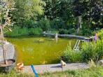 Gezocht gratis vissen en zuurstof planten voor in vijver, Vis, Zoetwatervis