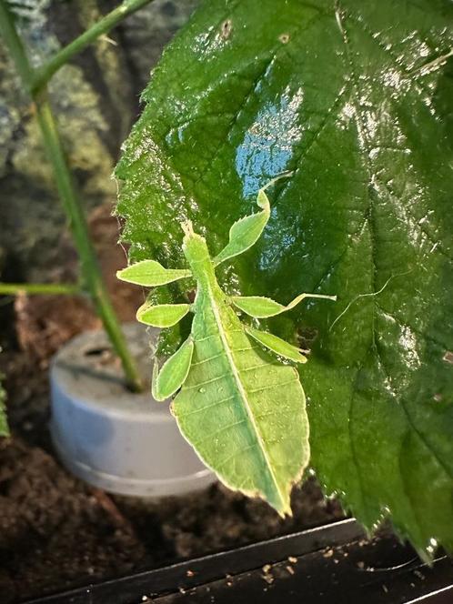 Wandelend blad, Dieren en Toebehoren, Insecten en Spinnen, Wandelende tak