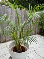 Palm met pot, Huis en Inrichting, Kamerplanten, Ophalen, Overige soorten, In pot, Minder dan 100 cm