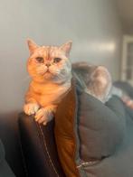 Prachtige Britse Korthaar, Ophalen