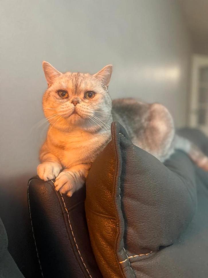 Prachtige Britse Korthaar, Dieren en Toebehoren, Kattenbakken, Ophalen