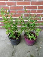 Muntplant, munt plant, Ophalen, Kruiden