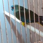 Mooie pop SPLENDIDPARKIET/WILDKLEUR, Dieren en Toebehoren, Vogels | Parkieten en Papegaaien, Vrouwelijk, Parkiet, Geringd