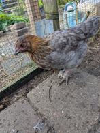 Leuke haantjes en 1 hen aangeboden, Dieren en Toebehoren, Pluimvee, Mannelijk, Kip