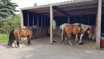 Paddock paradise Valtherbos, rust, ruimte en stabiele kudde!, Dieren en Toebehoren, Stalling en Weidegang, Weidegang, 1 paard of pony