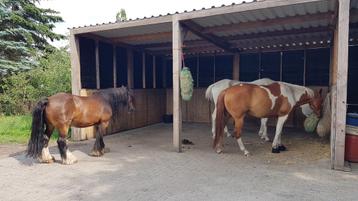 Paddock paradise Valtherbos, rust, ruimte en stabiele kudde! beschikbaar voor biedingen