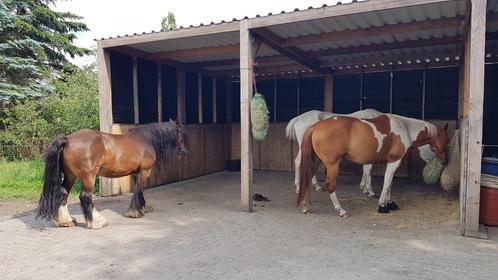 Paddock paradise Valtherbos, rust, ruimte en stabiele kudde!, Dieren en Toebehoren, Stalling en Weidegang, Stalling, Weidegang