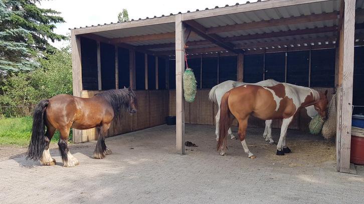 Paddock paradise Valtherbos, rust, ruimte en stabiele kudde!, Dieren en Toebehoren, Stalling en Weidegang, Stalling, Weidegang