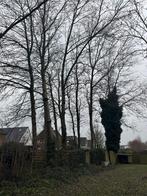 Hout (pooulieren), 6 m³ of meer, Ophalen of Verzenden