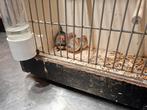 Zebravinken, Dieren en Toebehoren