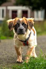 DIDI, Klein blijvend teefje, pup, prima met katten, Dieren en Toebehoren, Honden | Niet-rashonden, Rabiës (hondsdolheid), 15 weken tot 1 jaar