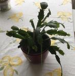 Lidcactus plantje GRATIS!, Huis en Inrichting, Ophalen, Overige soorten, Halfschaduw, In pot