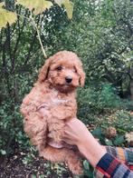 Prachtige maltipoo pups, reutjes, Dieren en Toebehoren, Honden | Chihuahua's en Gezelschapshonden, CDV (hondenziekte), 8 tot 15 weken