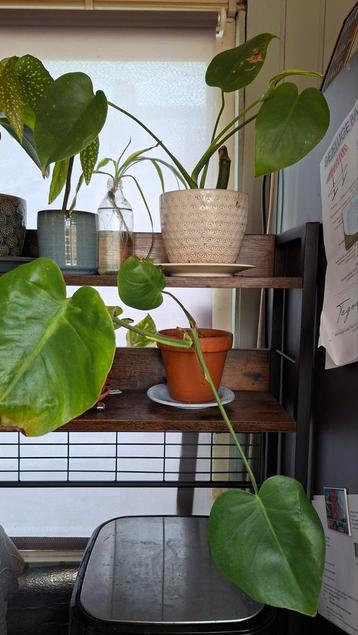 2x Gewortelde Monstera Stekken beschikbaar voor biedingen